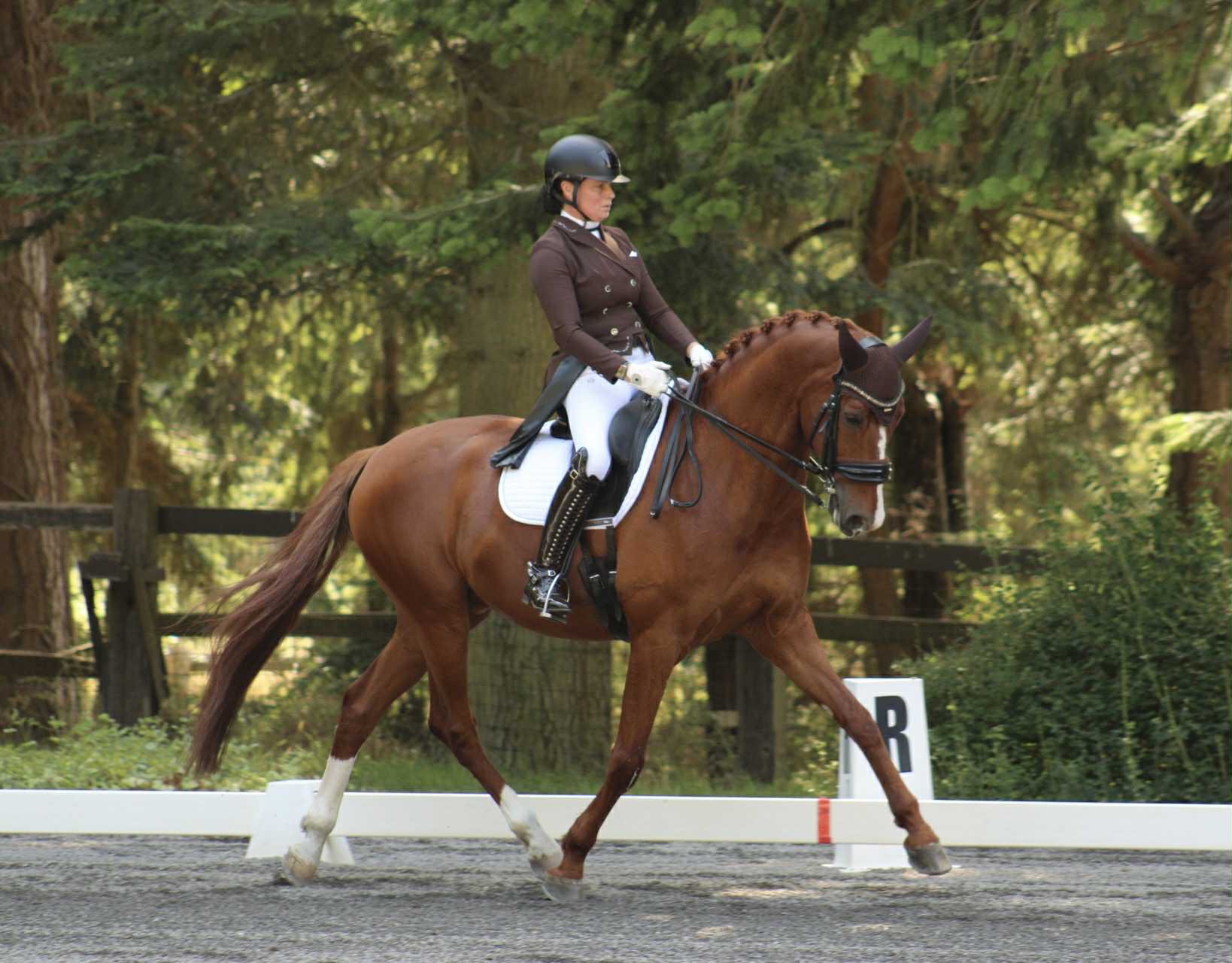 Dressage horse and rider at outdoor arena, Pacific Northwest