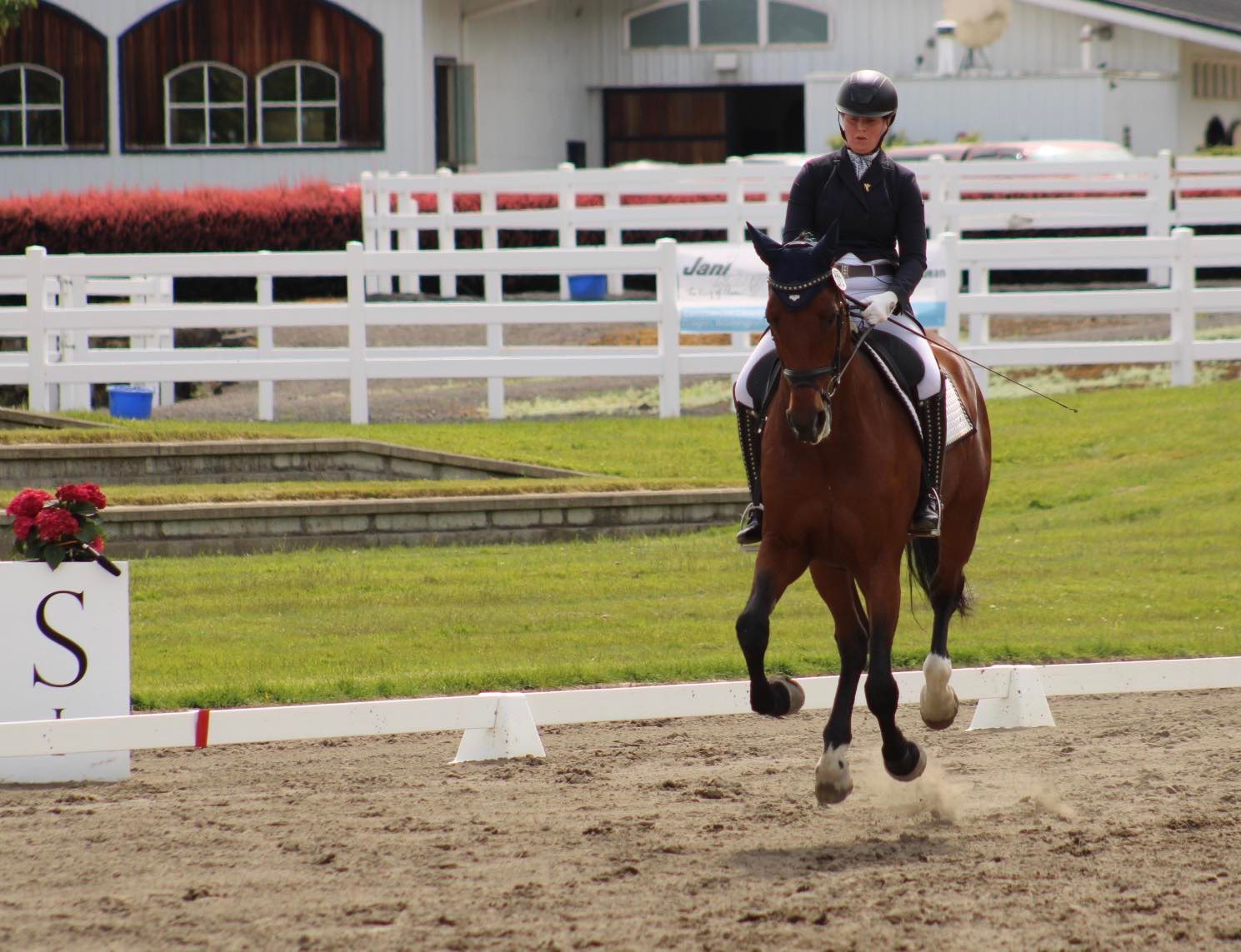 Dressage horse and rider performing expressive extended trot