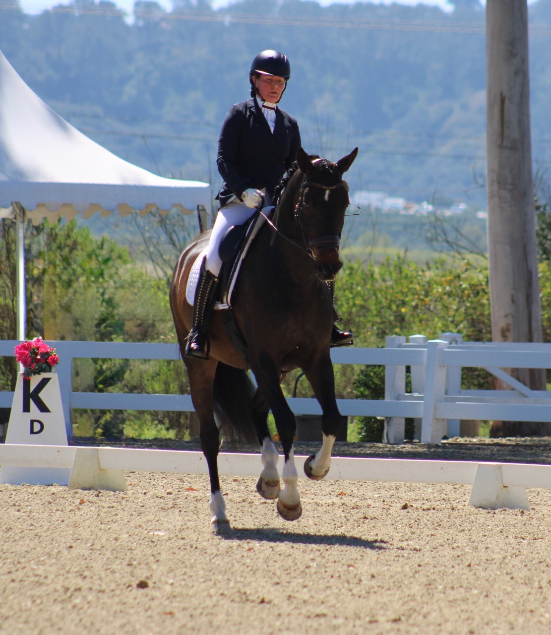 Virtuoso — 10-year-old bay mare