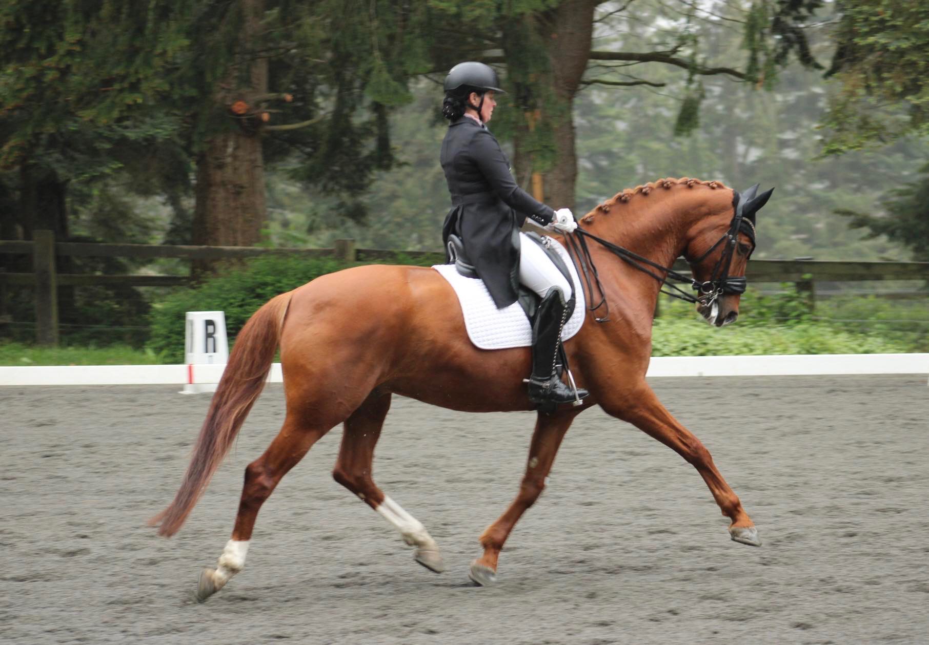 Dressage horse performing extended trot in moody Pacific Northwest light