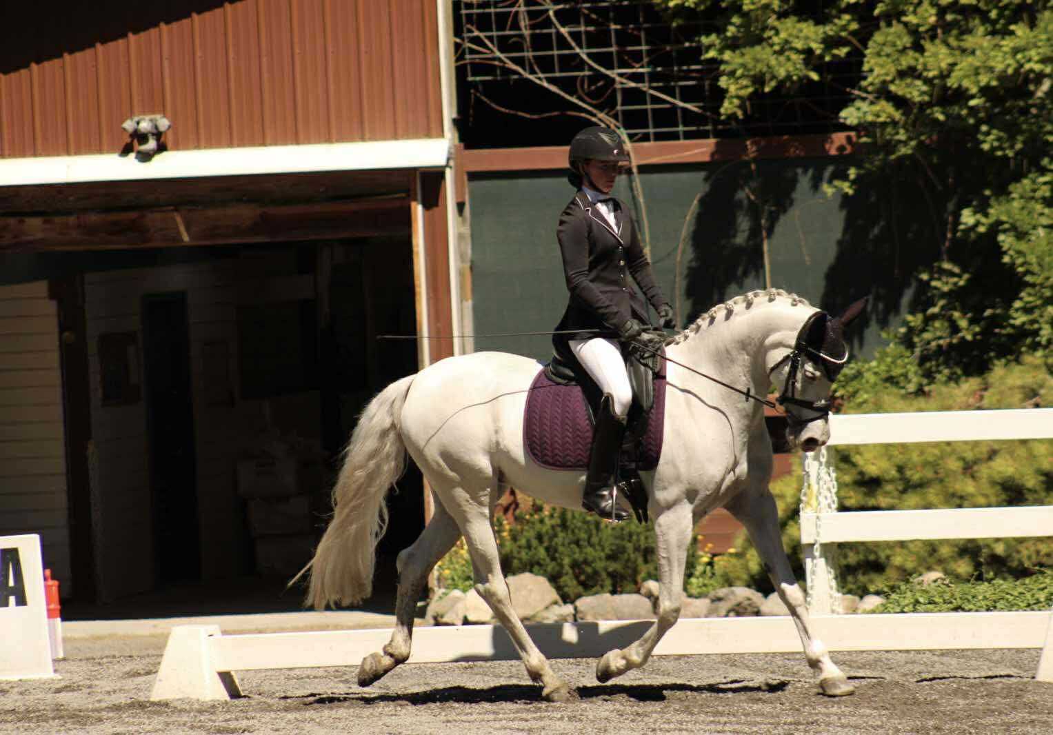 Grey dressage horse with purple saddle pad competing outdoors