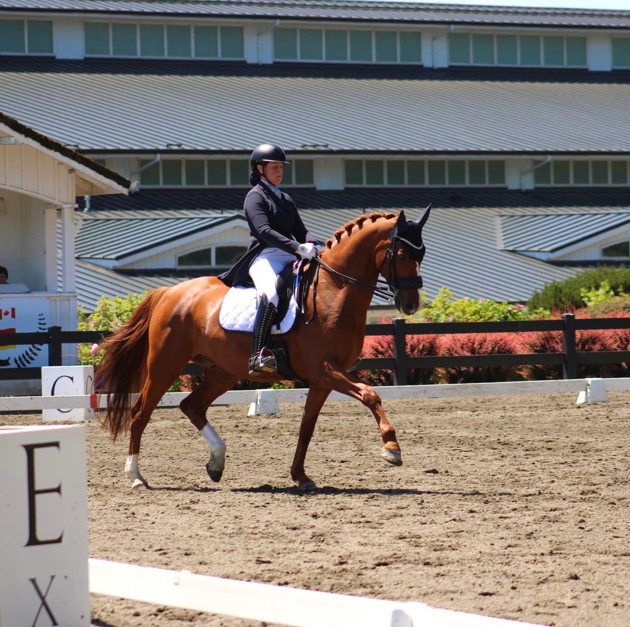 Grandia Dressage competing at a major show venue
