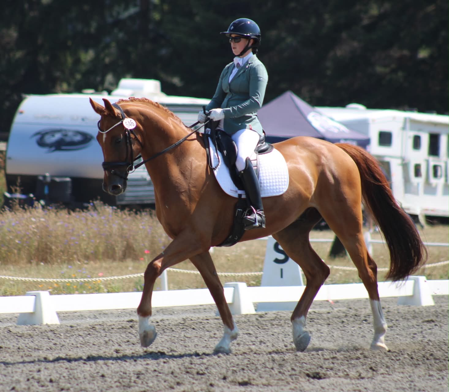 Dressage horse and rider performing expressive extended trot