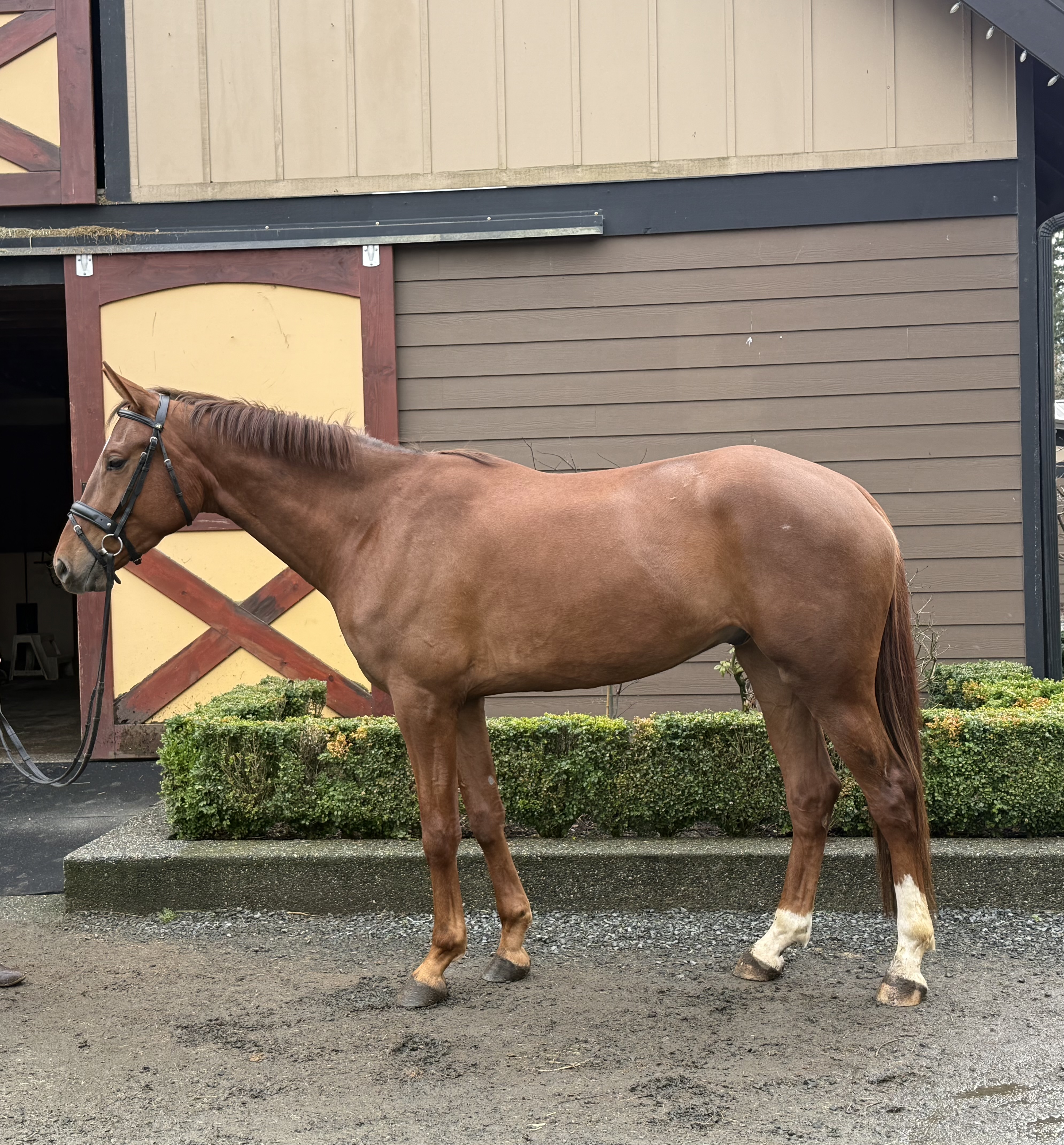 Signatory — 8-year-old chestnut gelding