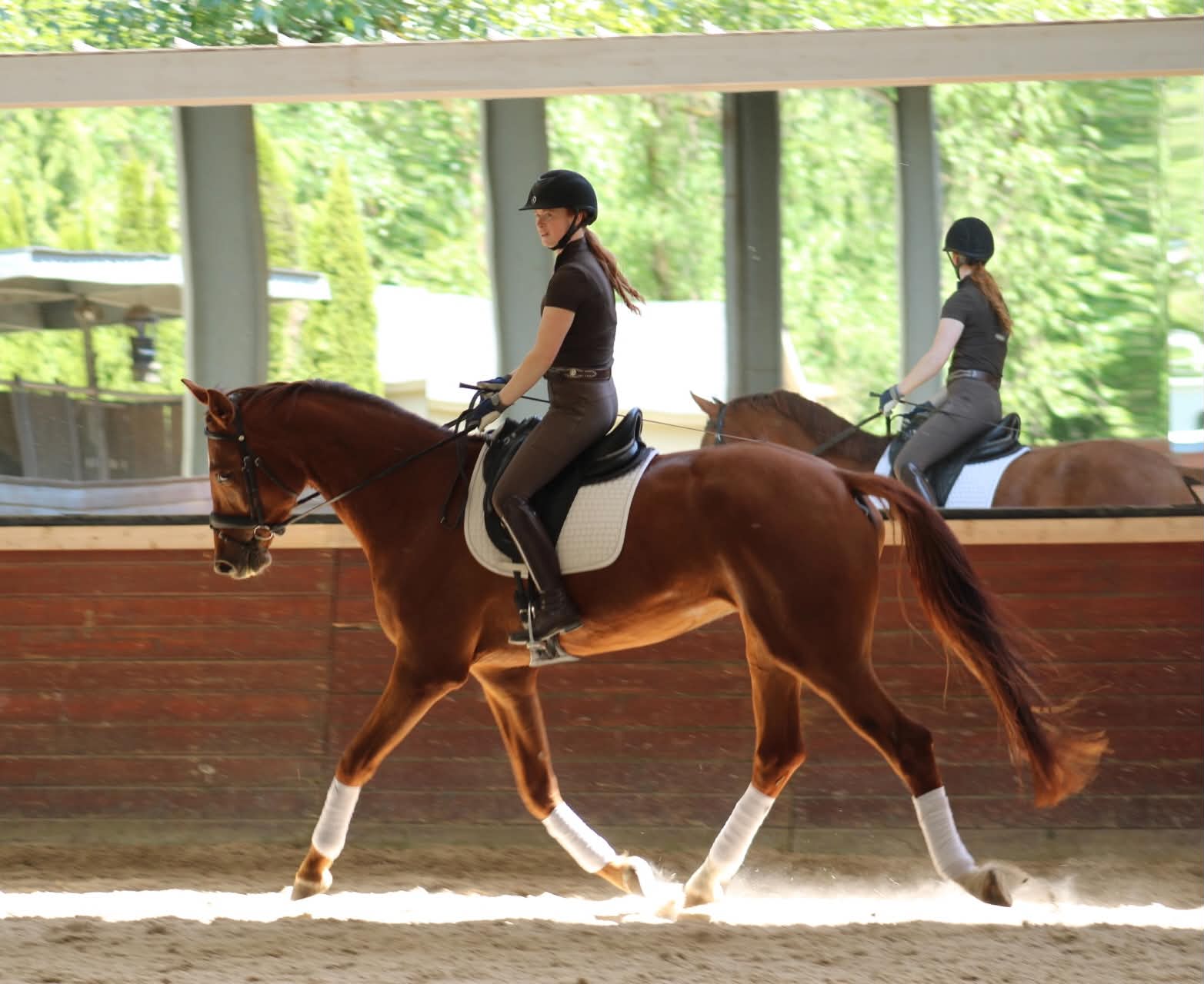 Signatory — 8-year-old chestnut gelding