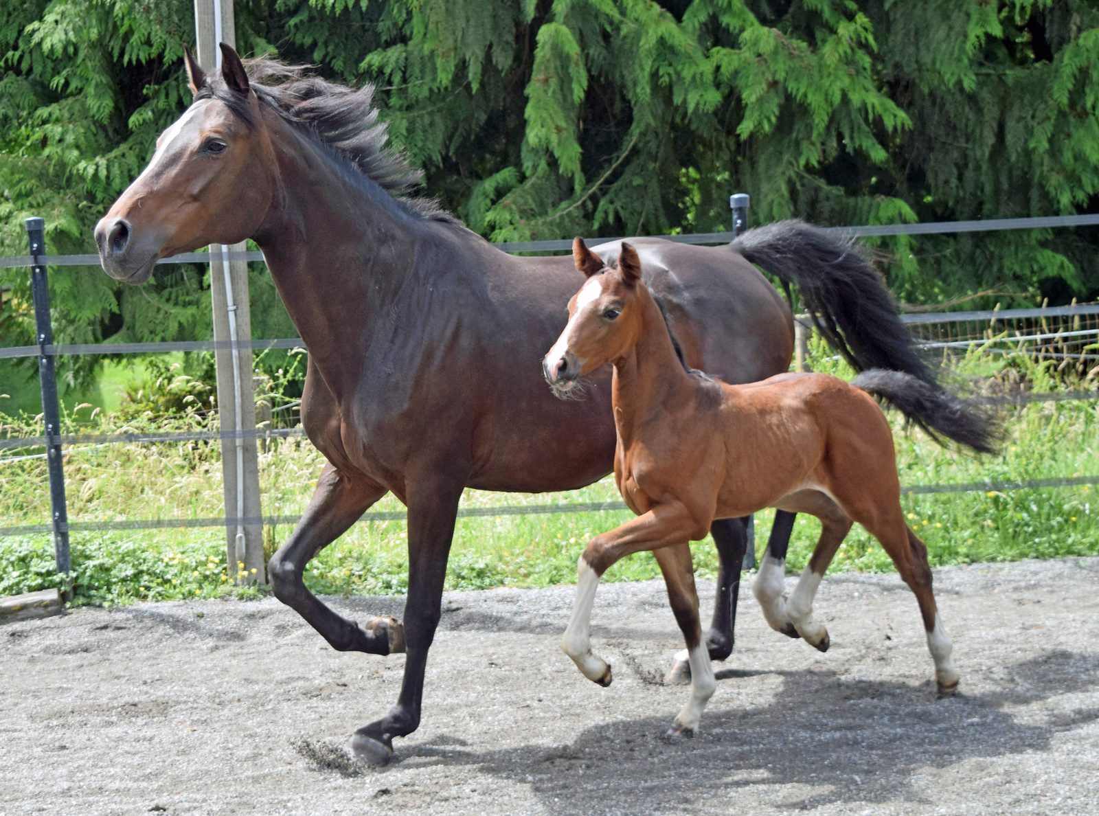 Nikko RF — 2026 bay Oldenburg colt trotting beside his dam