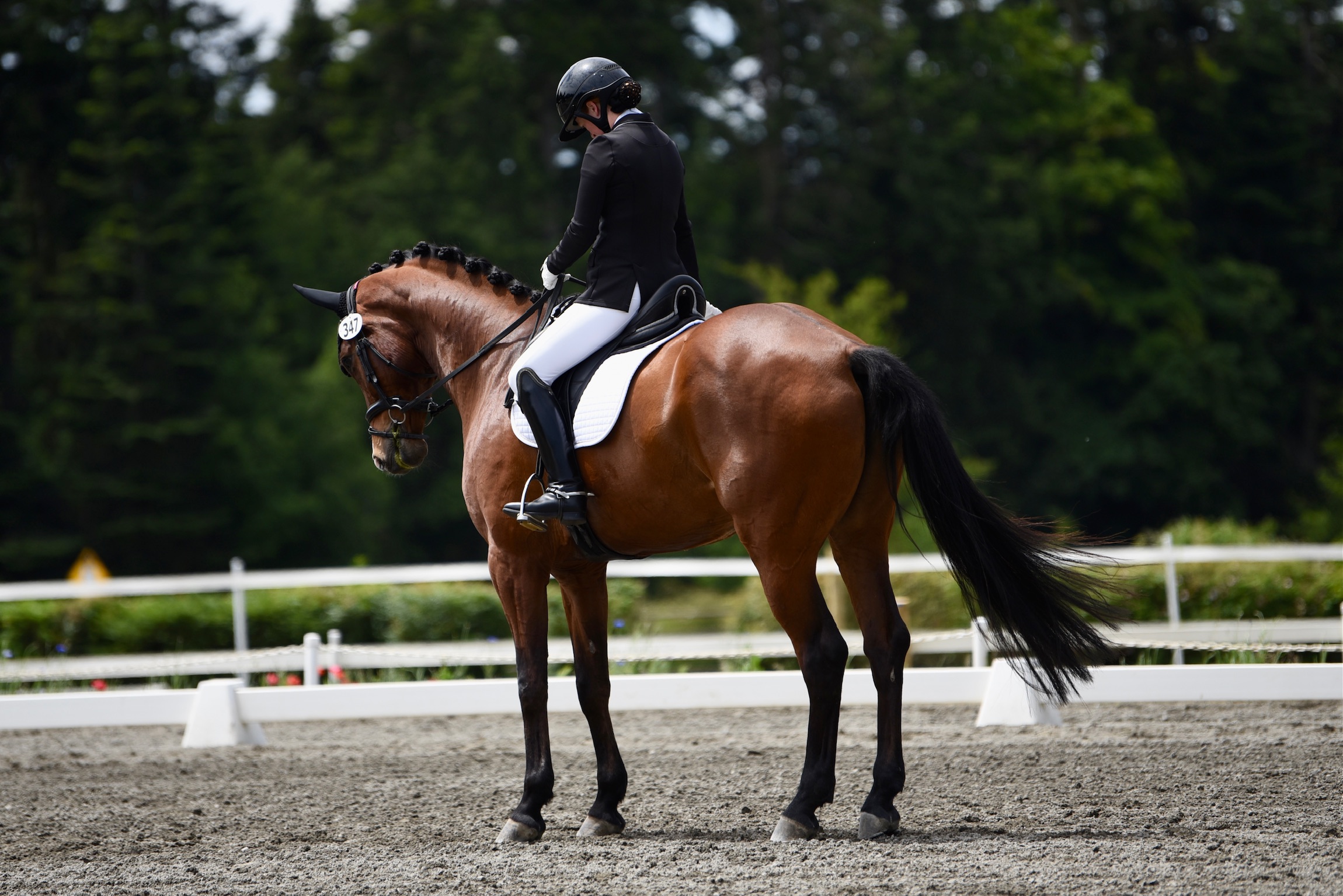 Virtuoso — 10-year-old bay mare