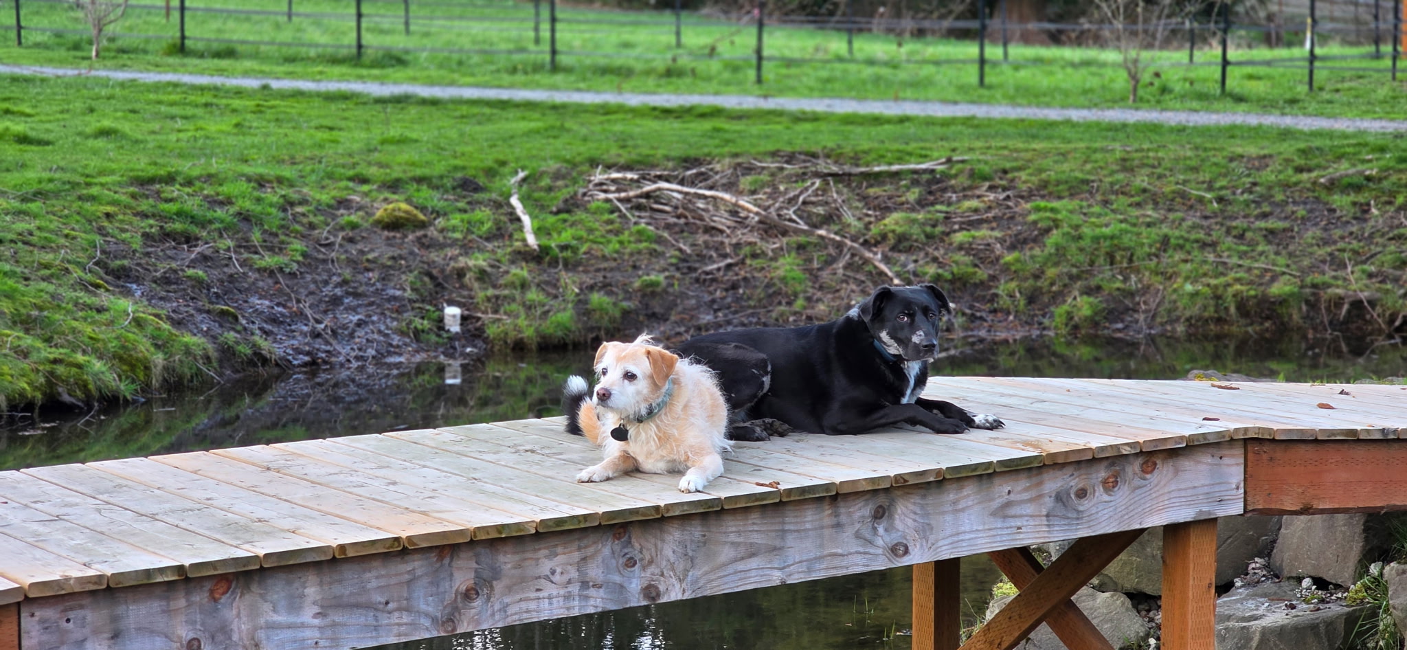 The barn dogs at Off Broadway Farm